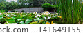 White Water Lilies and Lily Pads in a Tranquil Garden Pond With Reeds and Greenery 141649155