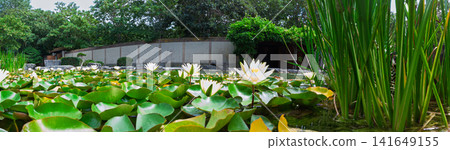 White Water Lilies and Lily Pads in a Tranquil Garden Pond With Reeds and Greenery White Water Lilies and Lily Pads in a Tranquil Garden Pond With Reeds and Greenery 141649155