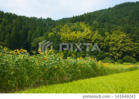 Sunflower field and local line Sunflower field and local line 141649243