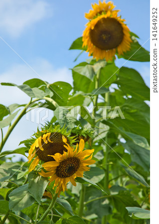 Sunflower field and local line Sunflower field and local line 141649252