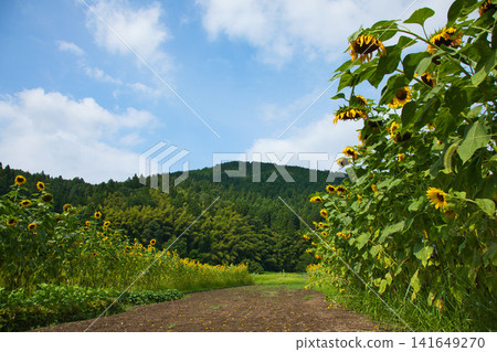 向日葵田和本地線 向日葵田和本地線 141649270