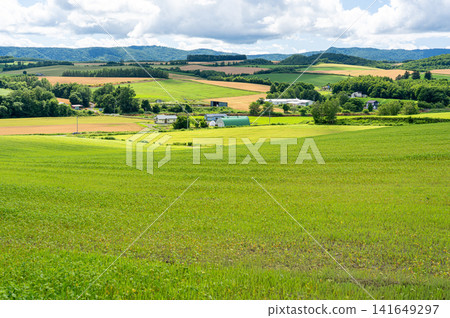 A patchwork hill I stumbled upon by chance in Kamifurano Town 141649297