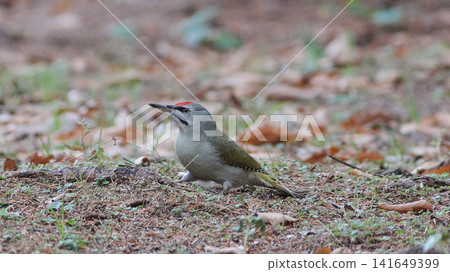 Grey-headed Woodpecker Autumn Grey-headed Woodpecker Autumn 141649399