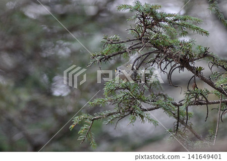 Landscape: Goldcrest Landscape: Goldcrest 141649401