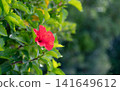 A single hibiscus flower 141649612