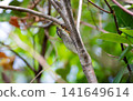Summer when cicadas sing 141649614