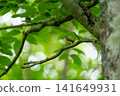 A narcissus flycatcher with an insect perched on a branch in its beak. 141649931