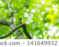 Affiliation to branches on branches 141649932