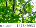 A young narcissus flycatcher perched on a branch. 141649933