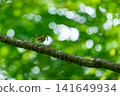 A narcissus flycatcher with an insect perched on a branch in its beak. 141649934