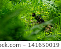 Black woodpecker searching for insects on a fallen tree 141650019