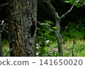 Black woodpecker foraging in trees 141650020