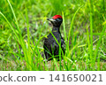 A black woodpecker perched in the grass. 141650021