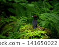 Black woodpecker searching for insects on a fallen tree 141650022