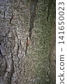 A cicada's exoskeleton clinging to a tree trunk 141650023
