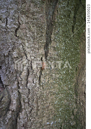 A cicada's exoskeleton clinging to a tree trunk A cicada's exoskeleton clinging to a tree trunk 141650023