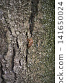A cicada's exoskeleton clinging to a tree trunk 141650024