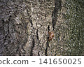 A cicada's exoskeleton clinging to a tree trunk 141650025