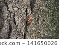 A cicada's exoskeleton clinging to a tree trunk 141650026