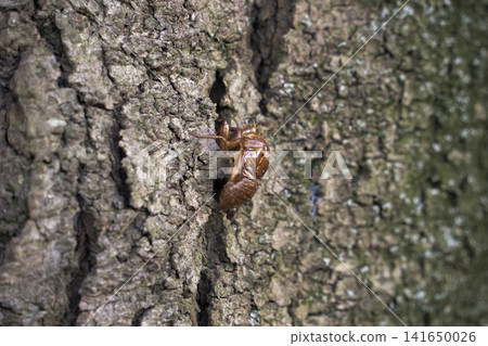 A cicada's exoskeleton clinging to a tree trunk A cicada's exoskeleton clinging to a tree trunk 141650026