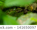 A wren chick perched on a fallen tree 141650097