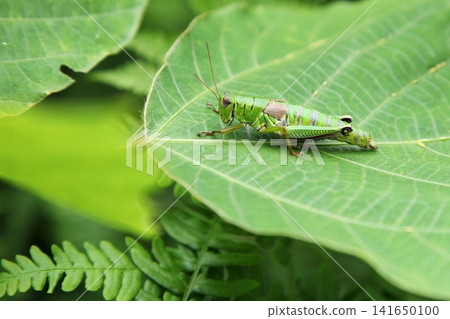 A female adult grasshopper (Eriocheir japonica) resting on a kudzu leaf. A female adult grasshopper (Eriocheir japonica) resting on a kudzu leaf. 141650100