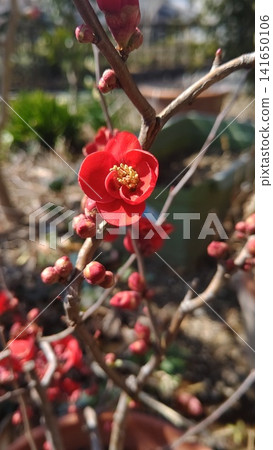 紅色模糊的花朵 紅色模糊的花朵 141650106