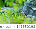 A pika eating leaves on a rock 141650198