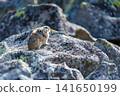 Pika resting on a rock 141650199