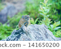 Pika resting on a rock 141650200