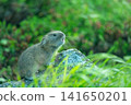 A young Ezo pika crying on a rock. 141650201