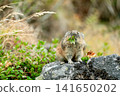 A pika eating leaves on a rock 141650202