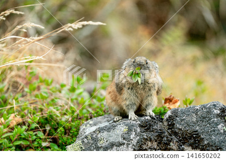A pika eating leaves on a rock A pika eating leaves on a rock 141650202