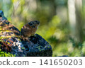 Pika resting on a rock 141650203
