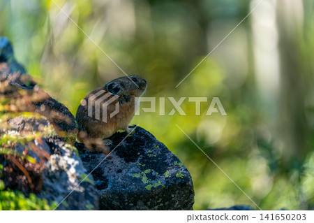 Pika resting on a rock 141650203