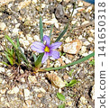 花園裡的菖蒲預示著春天的到來。 141650318