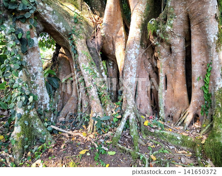 Ancient forest trees with exposed roots and mossy trunks in natural sunlight Ancient forest trees with exposed roots and mossy trunks in natural sunlight 141650372