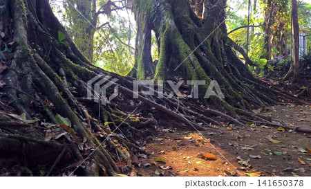 Ancient Mossy Tree Roots in Lush Tropical Forest with Dappled Sunlight on Forest Floor Ancient Mossy Tree Roots in Lush Tropical Forest with Dappled Sunlight on Forest Floor 141650378