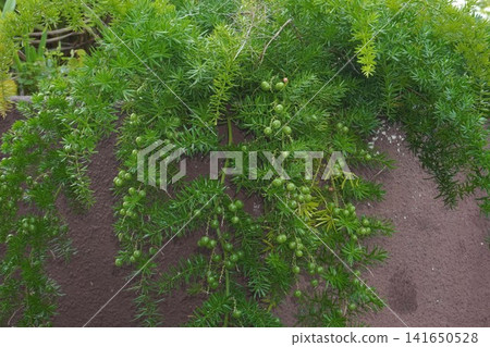 Asparagus aethiopicus fruit - July 2026 Asparagus aethiopicus fruit - July 2026 141650528