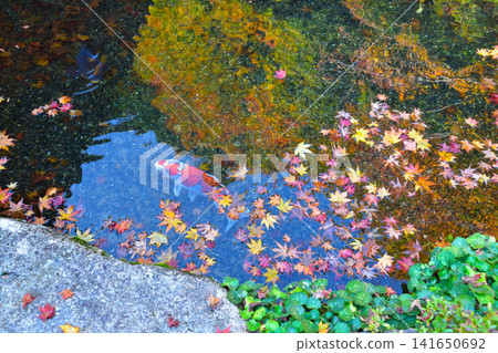 優美的景色:水面上的落葉、鯉魚和倒映的秋葉。 優美的景色:水面上的落葉、鯉魚和倒映的秋葉。 141650692