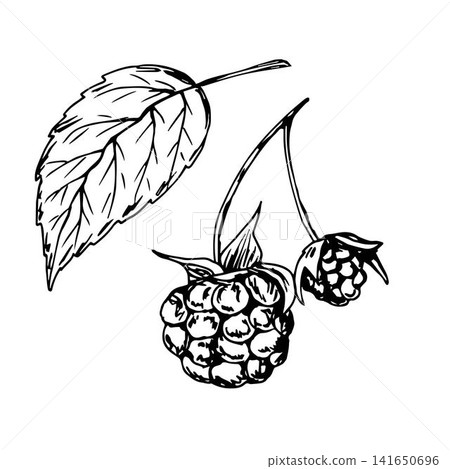 Hand-drawn ink vector illustration in the engraving style. Raspberry branch with leaf isolated on a white background. Forest, garden berries. For label prints, farm organic products. Hand-drawn ink vector illustration in the engraving style. Raspberry branch with leaf isolated on a white background. Forest, garden berries. For label prints, farm organic products. 141650696