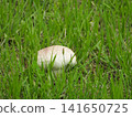White puffball mushrooms have appeared in the park square. 141650725