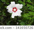 White flowers of mukuga 141650726