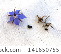 Borage flower seeds 141650755