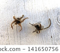 Borage seeds 141650756