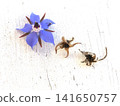 Borage flower seeds 141650757