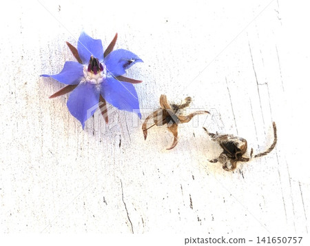 Borage flower seeds Borage flower seeds 141650757
