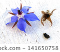 Borage flower seeds 141650758