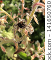 Borage seeds 141650760