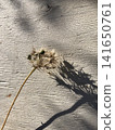 Allium seeds 141650761